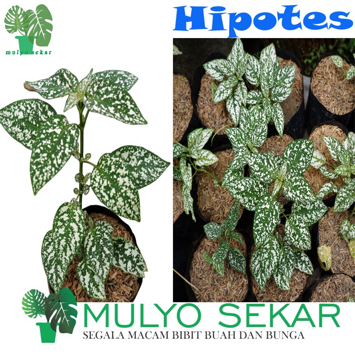 Tanaman Hias Daun Hypoestes Polkadot hijau - Tanaman Hipotes