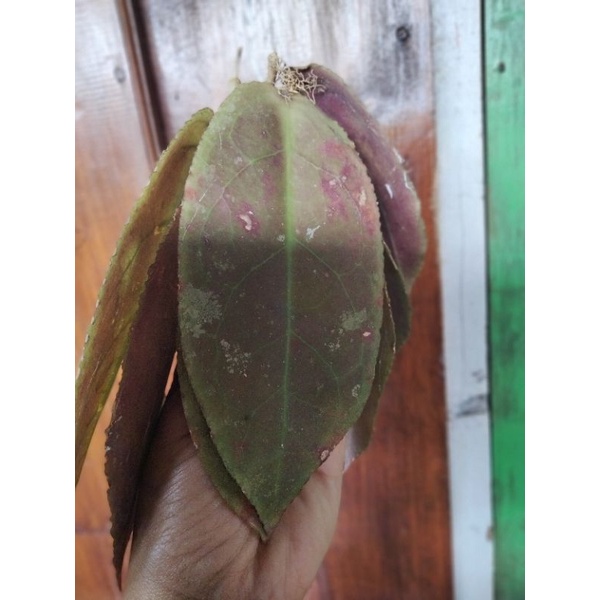 Hoya undulata