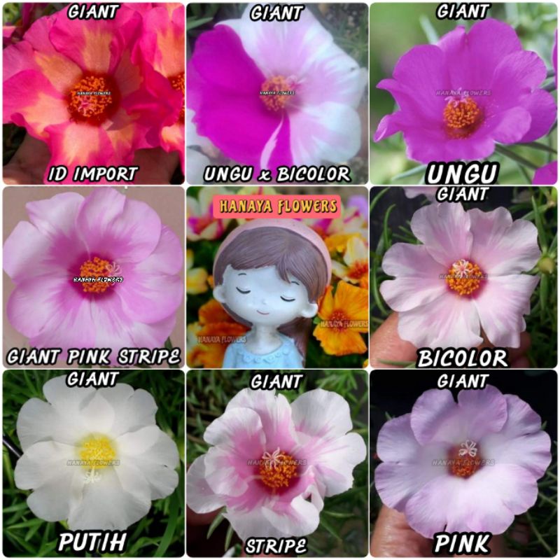 GIANT tanaman bunga krokot / bunga moss rose / potulaca / sutra bombay pukul sembilan 9 pagi