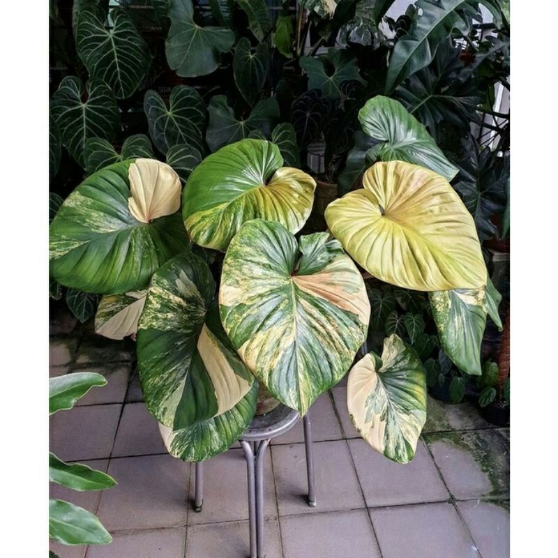 Bonggol homalomena rubescens variegata