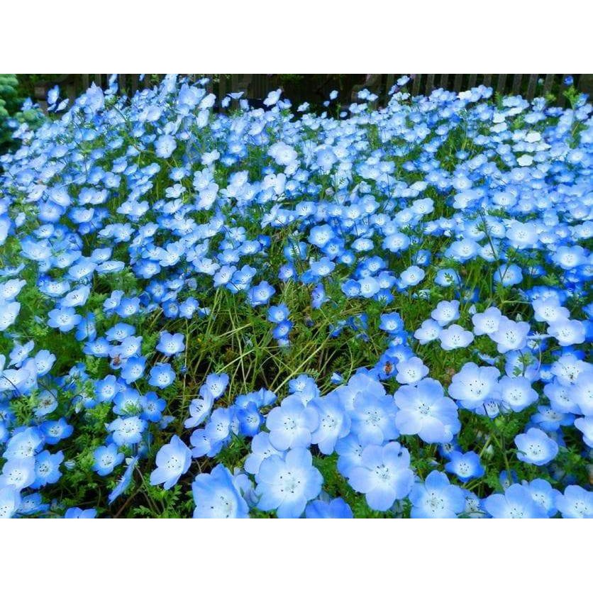 Benih Bibit Biji - Bunga Nemophila Baby Blue Eyes Flower Seeds - IMPORT