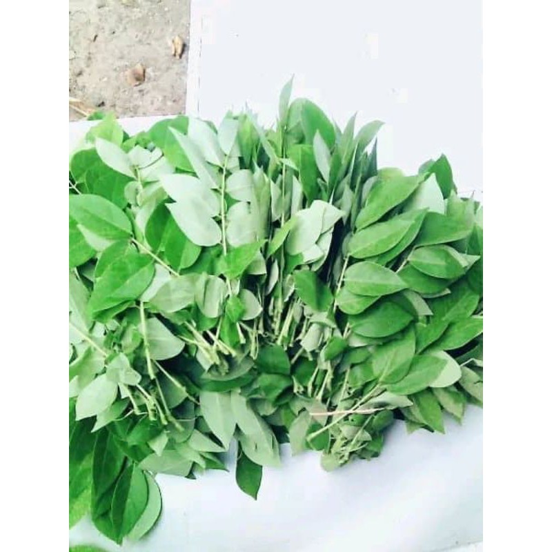 

daun Gamal,segar 1kg