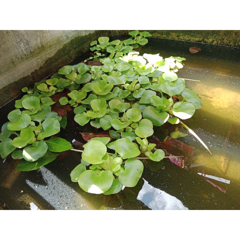 ENCENG GONDOK SARANG PEMIJAHAN IKAN GABUS/PENGHIAS KOLAM IKAN min order 50 pc