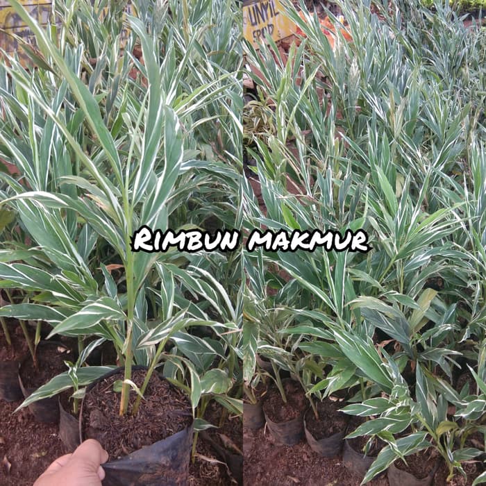 tanaman onje varigata/tanaman hias kecombrang/pohon honje varigata