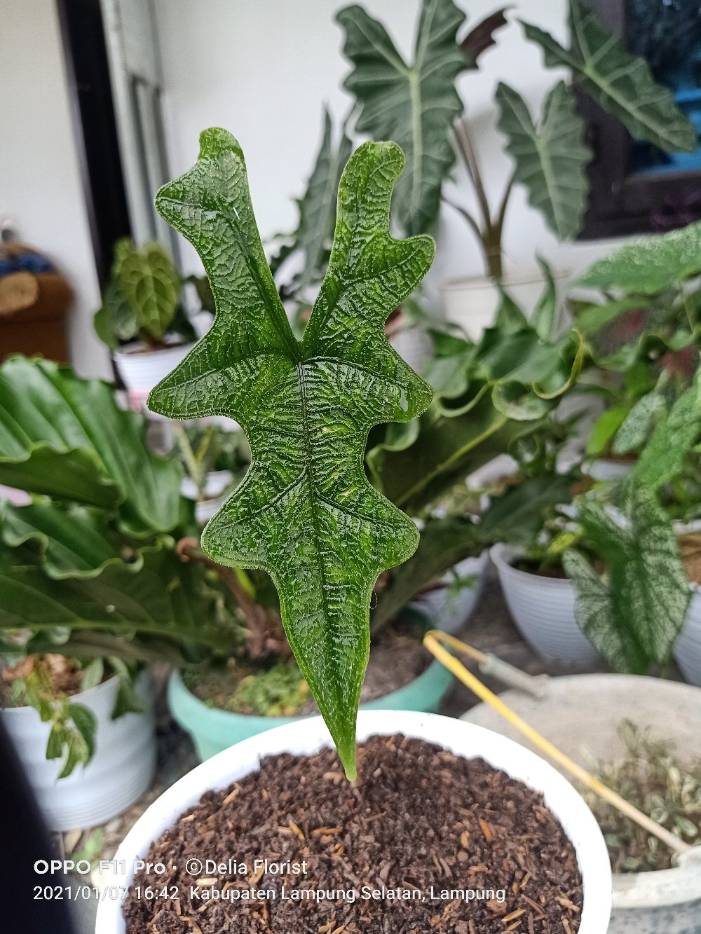 Alocasia Jacklin