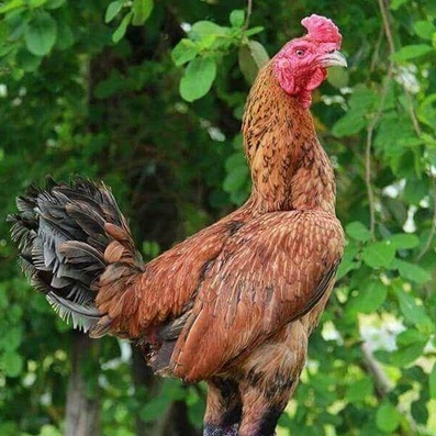 

TELUR AYAM BANGKOK PAMA MANGON NINJA FERTIL ASLI UNTUK DITETASKAN