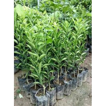 vc3r Tanaman buah jeruk siam (kecil tapi manis)