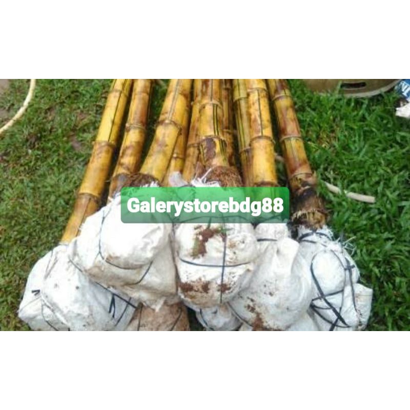 Bibit bambu kuning super size sedang