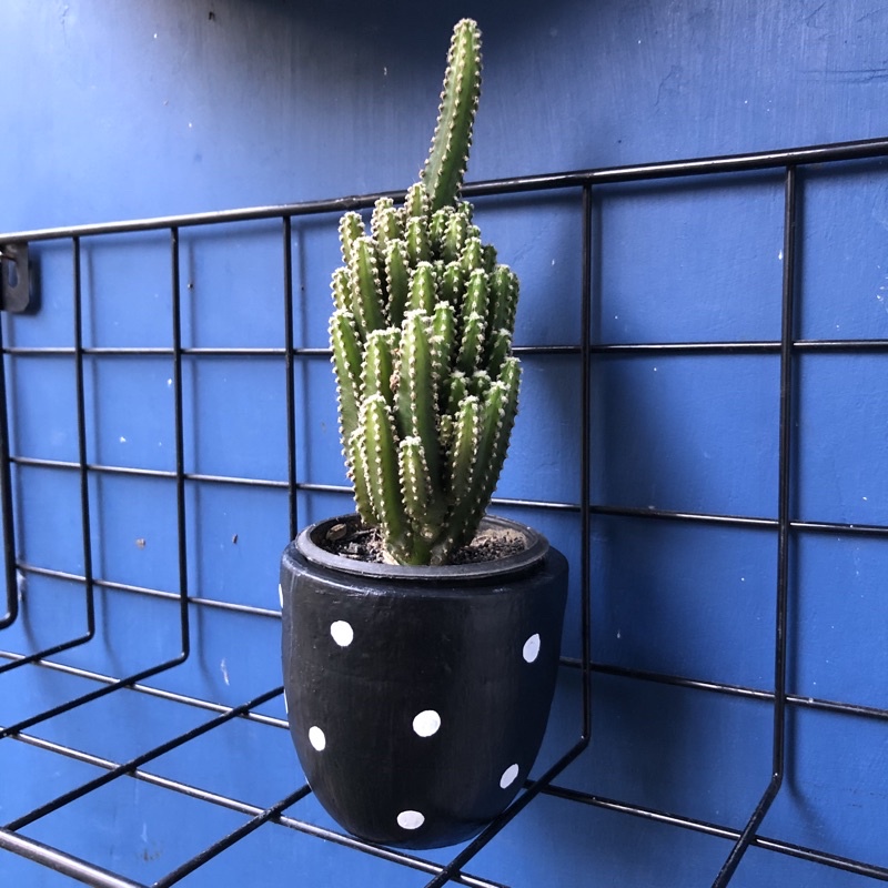 

Pot lukis polkadot