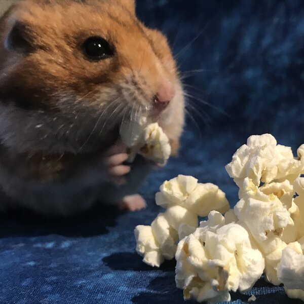 Snack Popcorn 20 gr Makanan Cemilan Hamster Pop Corn Sugar Glider Food