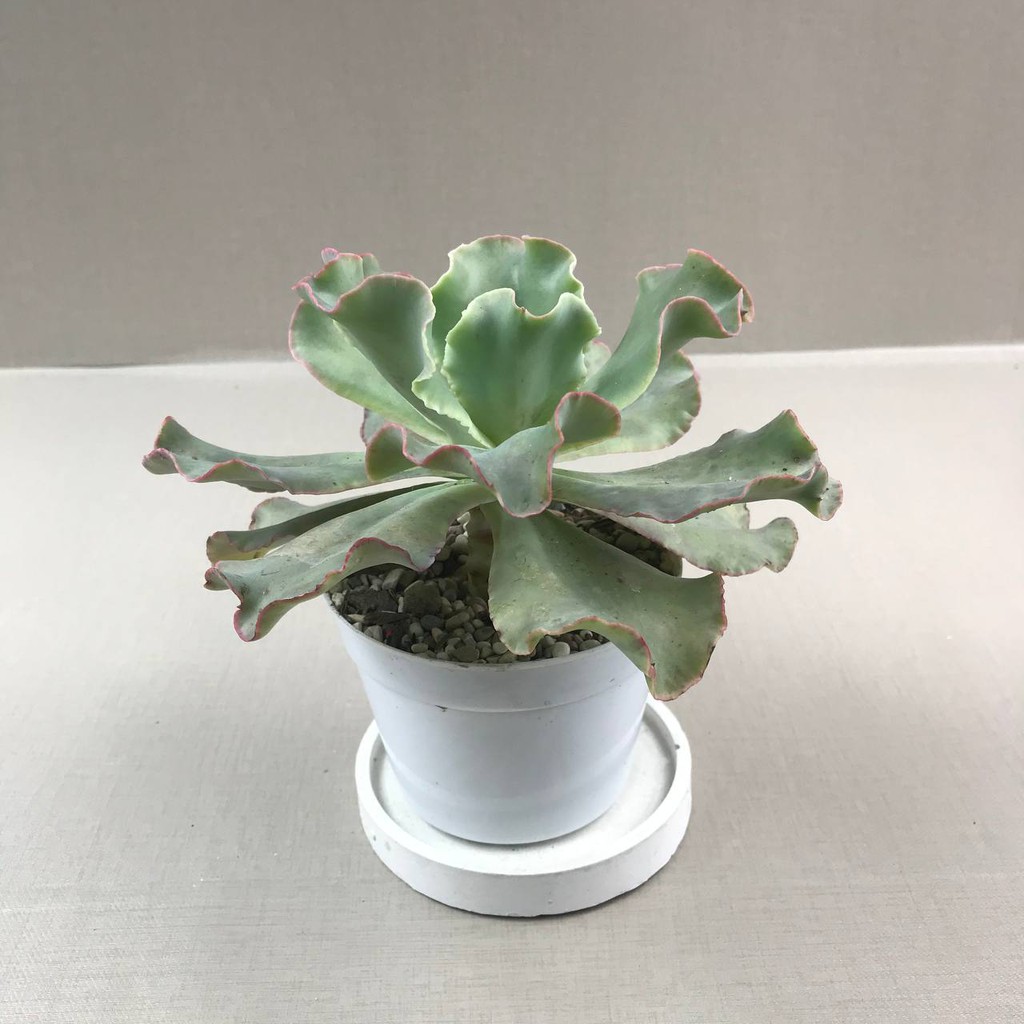 Kaktus Sukulen (Echveria Shaviana Medium Size) Tanaman Hias Hidup