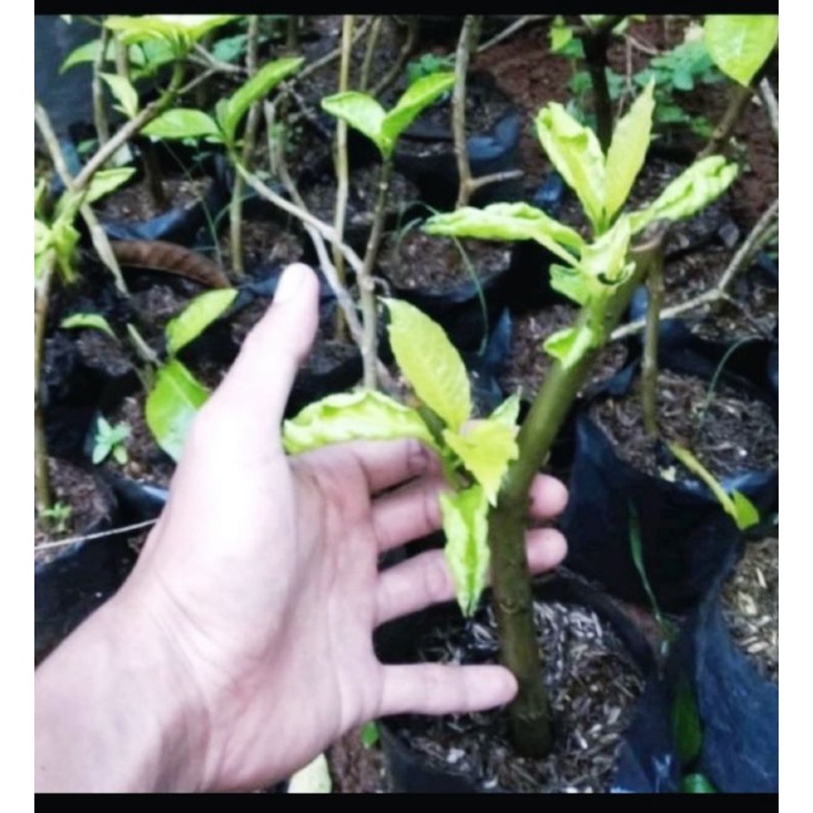 jual bibit stek batang kol banda sudah berakar / bibit kol banda stek