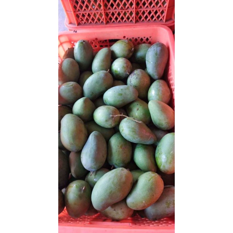 Mangga Muda | Pencit | mangga gadung