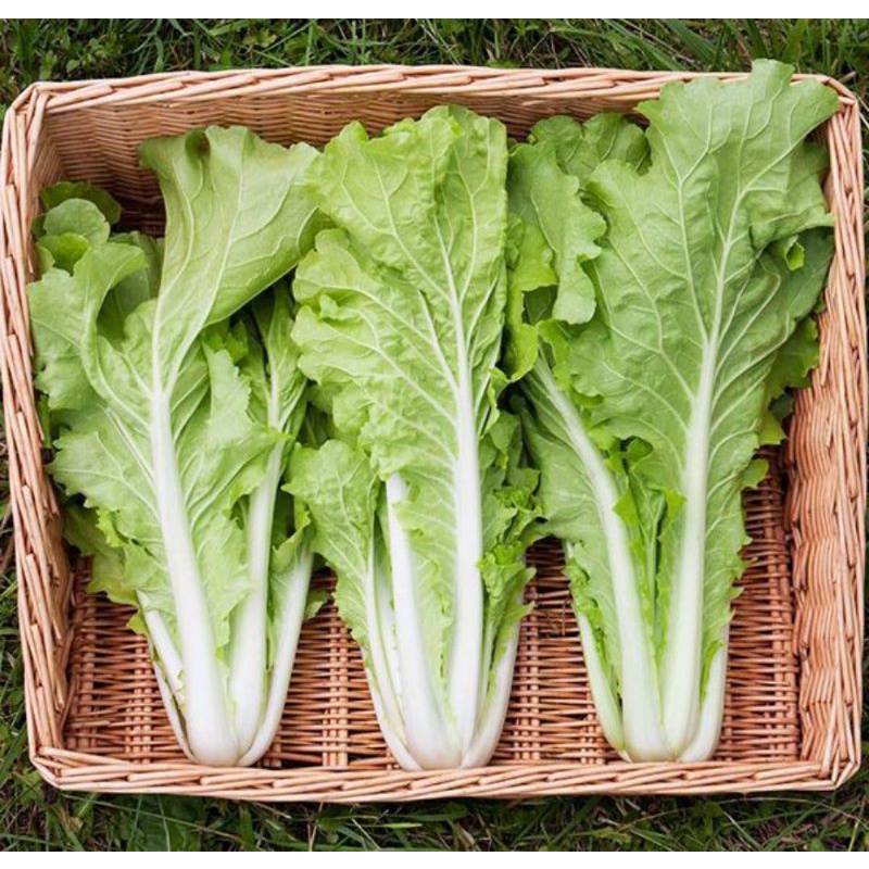 

Sawi Keriting / Sawi Kriting 250gram