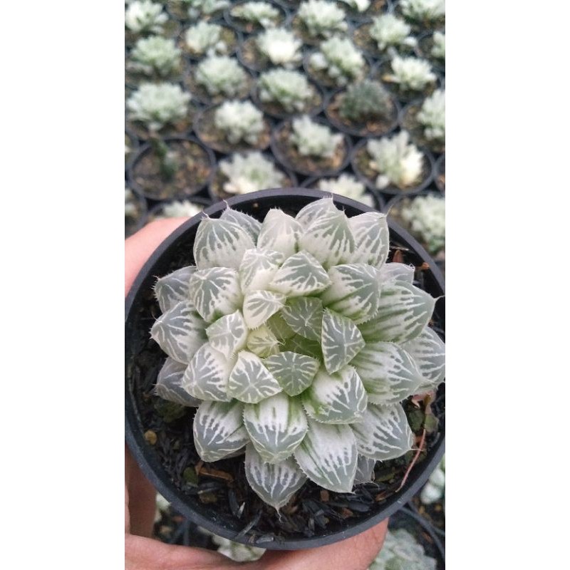 Haworthia cooperi variegated