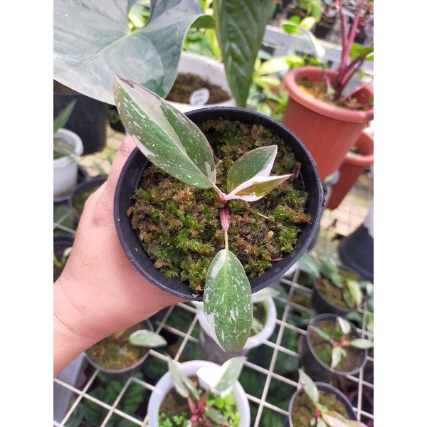 Philodendron anderson