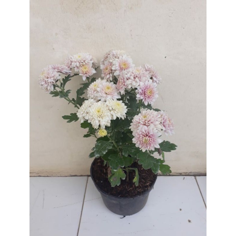 KRISAN ASTER WARNA RANDOM COD MURAH | TANAMAN HIAS MURAH BERBUNGA KRISAN ASTER 250g