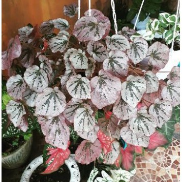 begonia merah/ begonia gantung/ tanaman hias behonia merah/ begonia pink