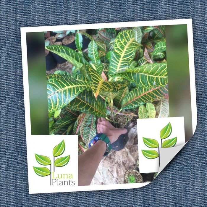 Tanaman hias puring macan - pohon puring - puring macan MURAH