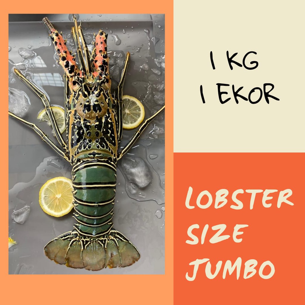 LOBSTER JUMBO 1 KG 1 EKOR / LOBSTER FROZEN / LOBSTER FRESH / LOBSTER BEKU / LOBSTER LAUT