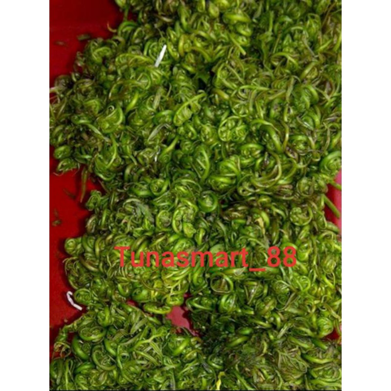

PAKIS/KI CHOI/KI CHOY/SAYUR MIDING PERBUNGKUS