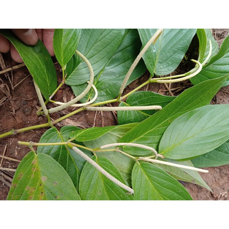 

buwah sirih hutan pre 500grm