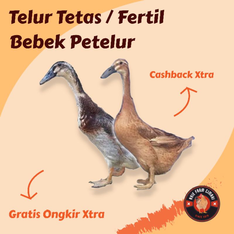 TELUR TETAS / FERTIL BEBEK PETELUR