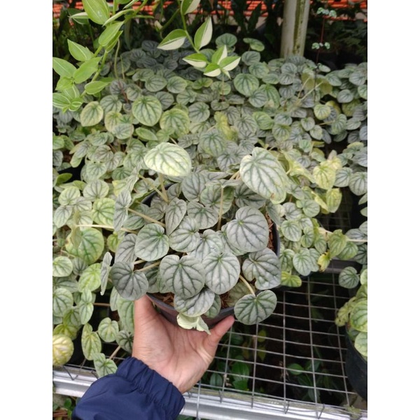 tanaman hias peperomia silver riple / peperomia kerut silver / peperomia kuping tikus
