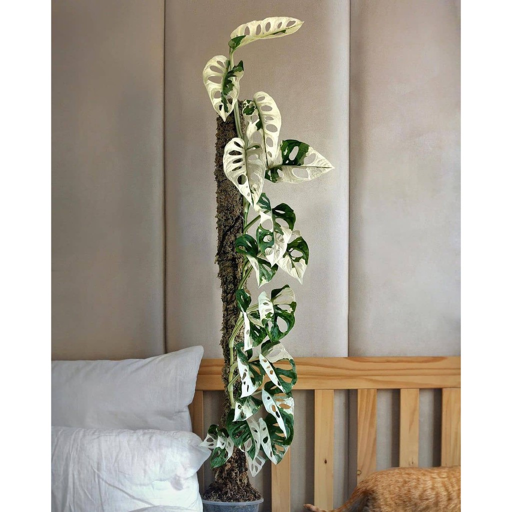 Bonggolan Monstera Adsoni Variegata