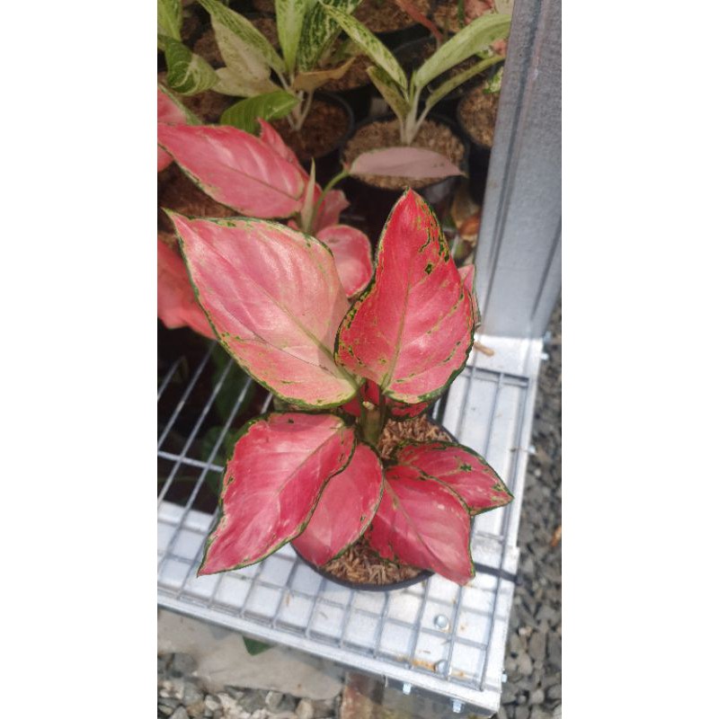 aglaonema pink catrina