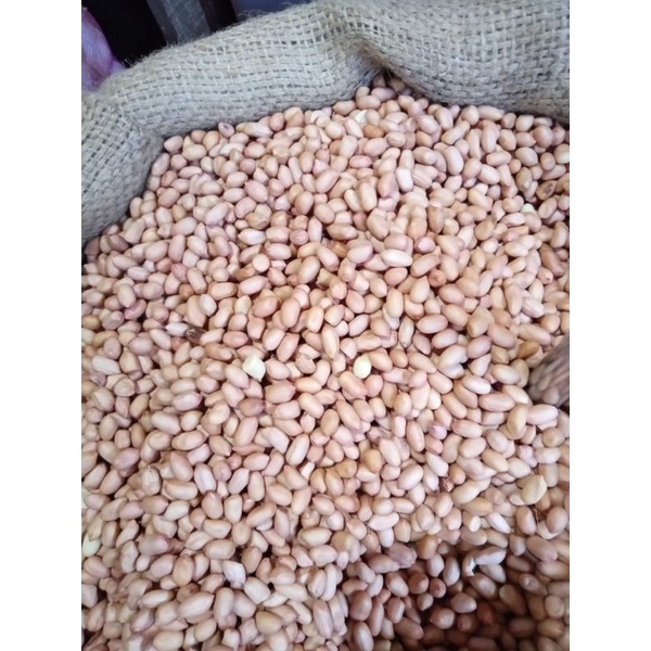 Kacang Tanah Putih / Kacang Tanah India / peanut (500 gram)