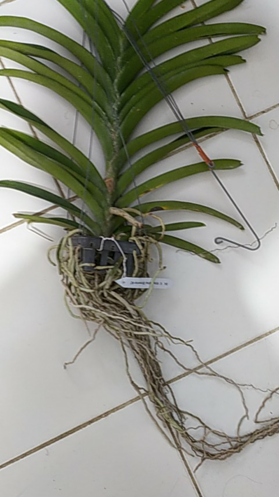 Anggrek Vanda