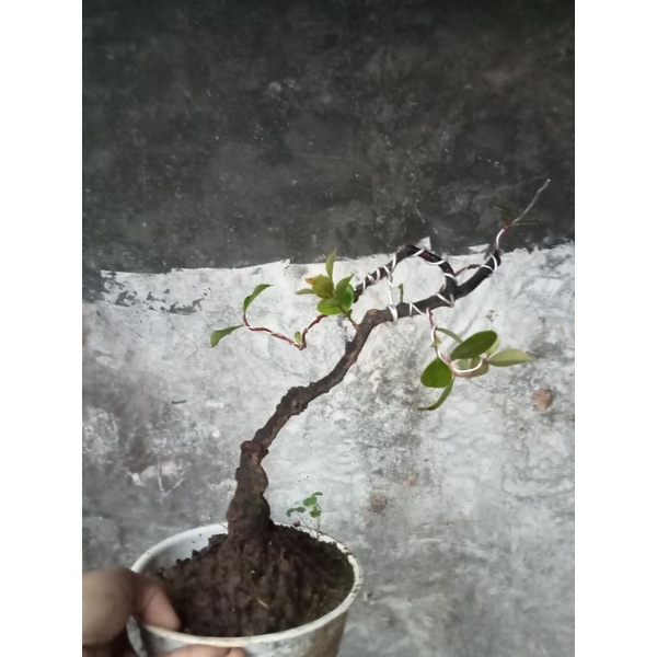 bahan bonsai santigi gunung prospek (gaya literati  style)