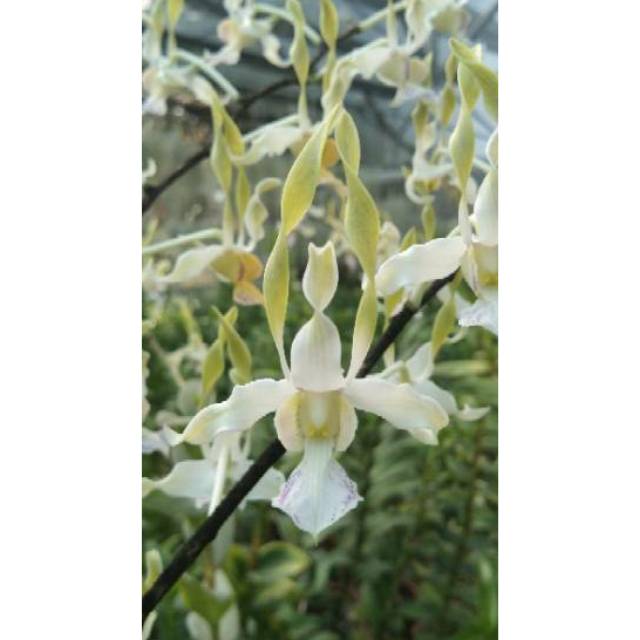 ANGGREK DENDROBIUM MELINTIR HYBRID