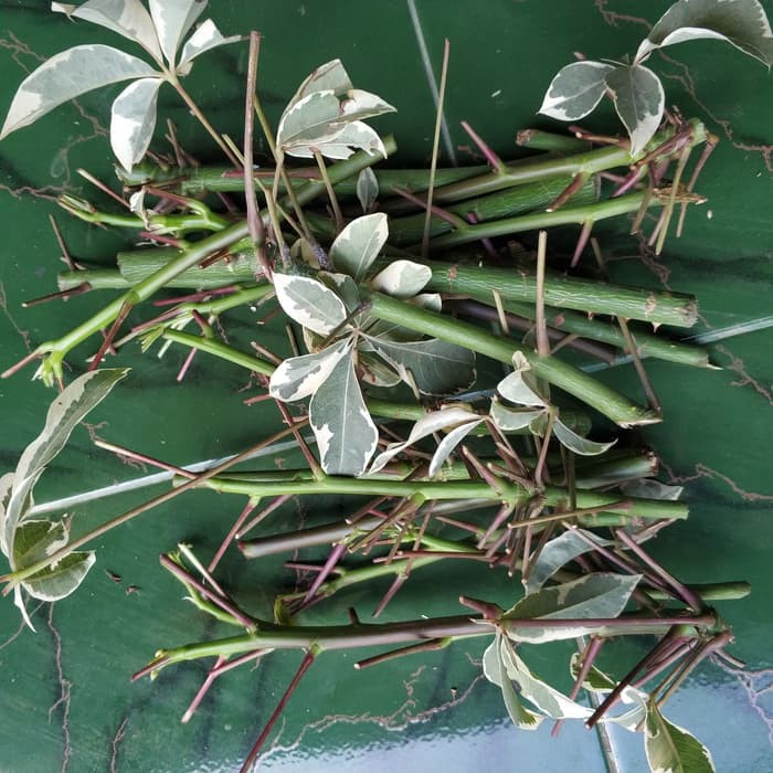 10 Bibit Batang Stek Pohon Randu Putih Varigata