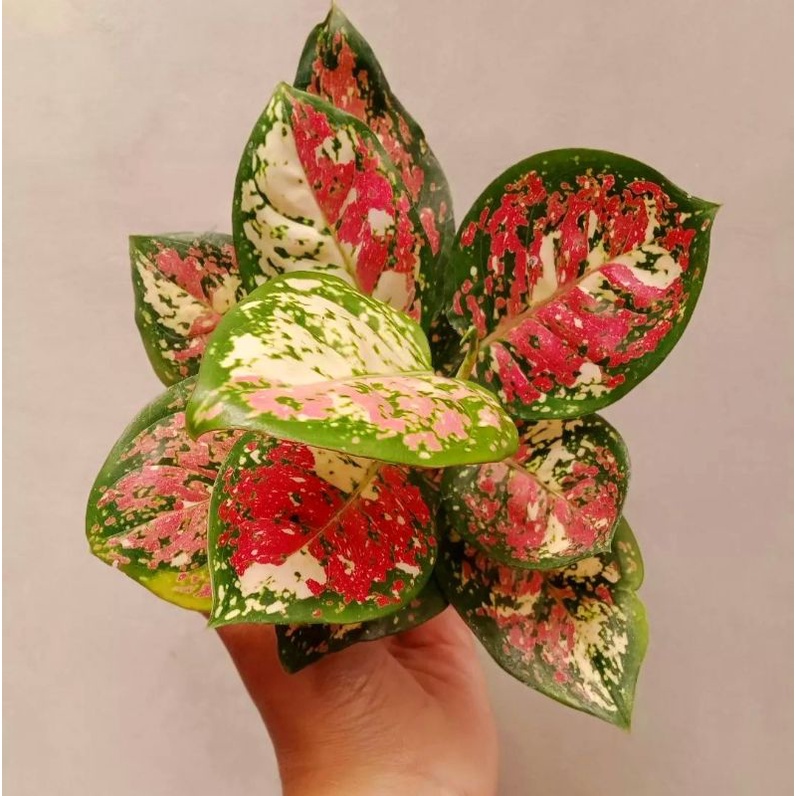 Aglaonema tri color /Aglonema tri color / Aglonema tri color (Tanaman hias aglaonema tri color) - bu