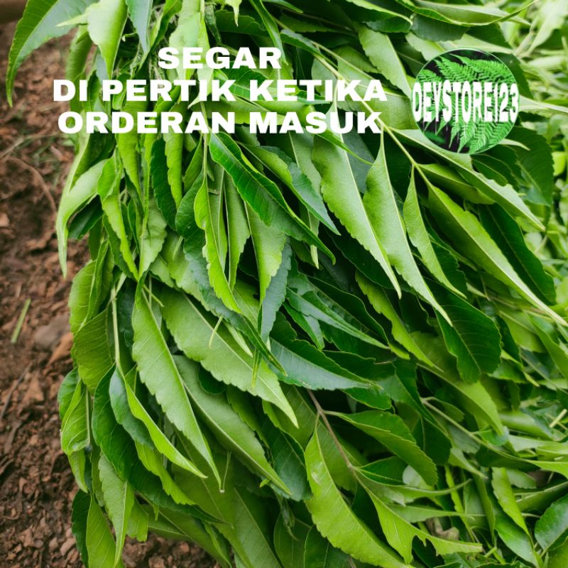 

daun mimba mindi segar 1 kg