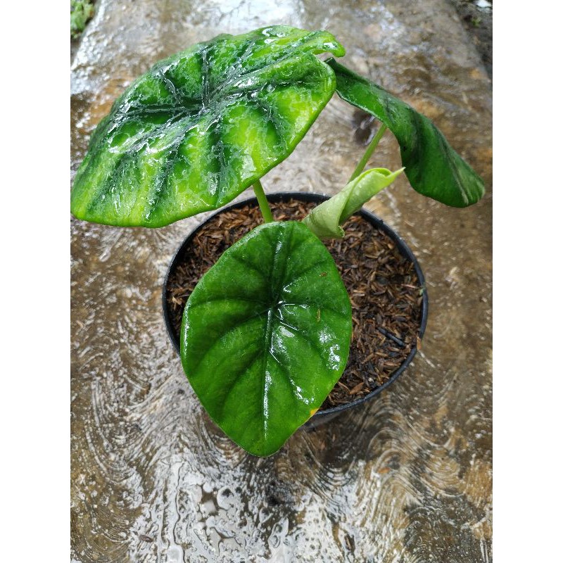 tanaman hias cuprea green/keladi raga manusia hijau