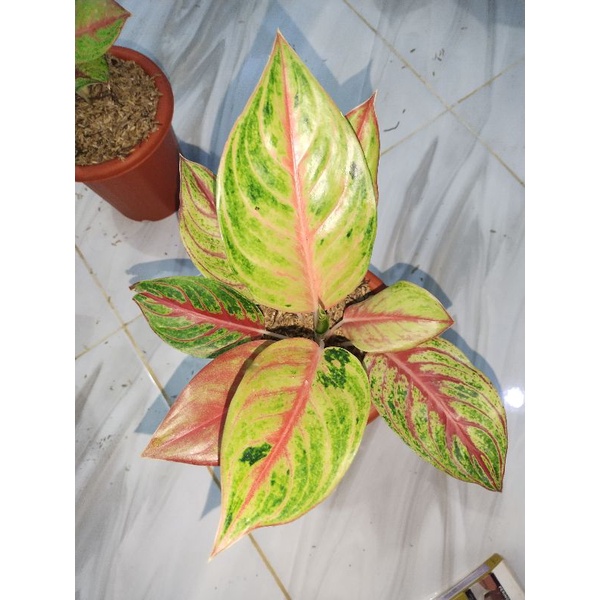 aglaonema red Panama