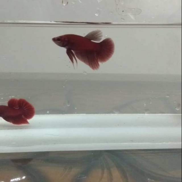 Cupang plakat super red