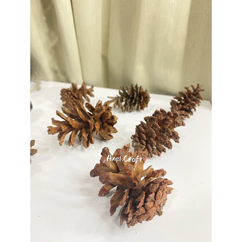 Biji pinus kering alami bahan rustic, pinus berbatang , pinus bertangkai, biji pinus kering, Fotogra