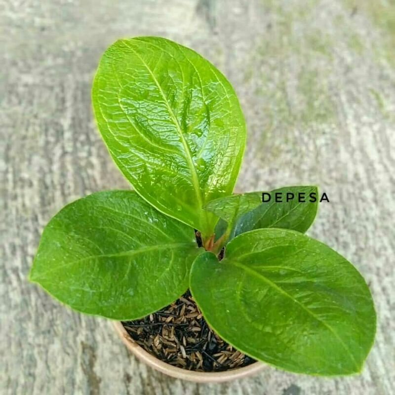 Anthurium jemani alcapone remaja