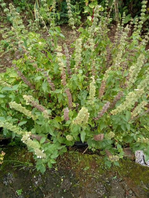 BIBIT BENIH DAUN KEMANGI PAKET 100 BIJI