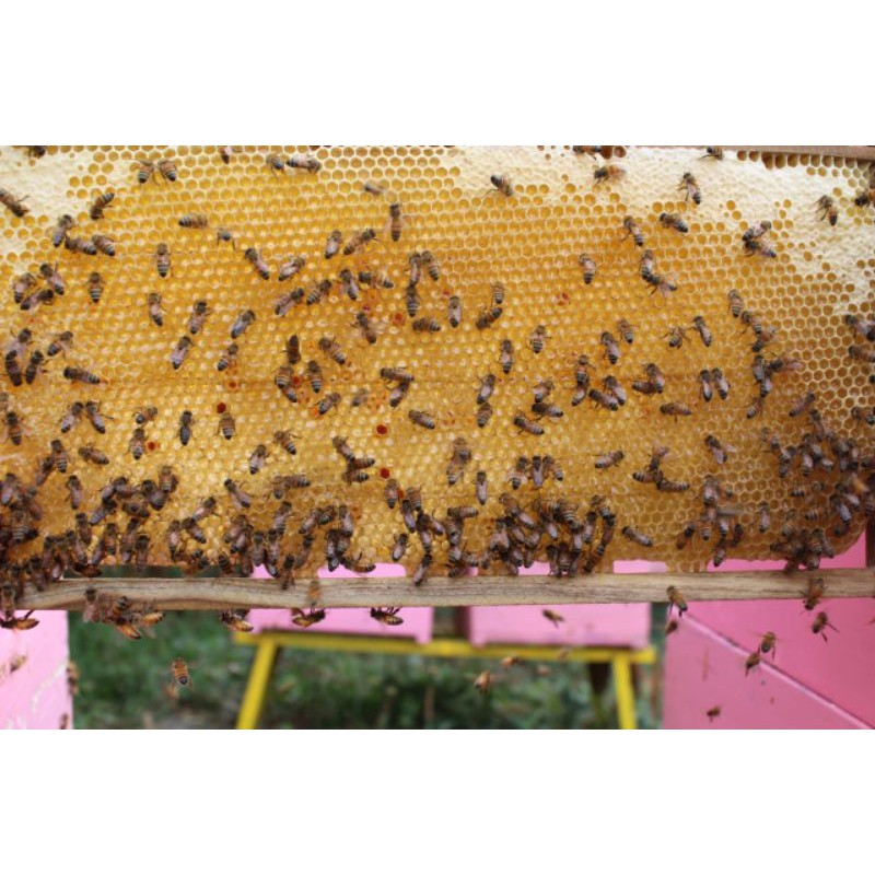 

MADU MURNI 1000ml (Raw Honey)