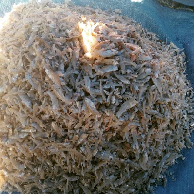

Ikan teri medan ukuran besar