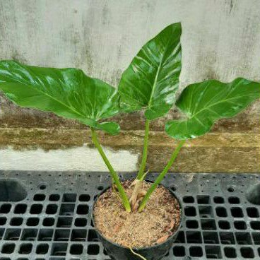 tanaman hias philo marbel -marbel philo