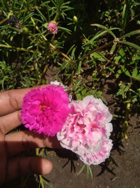 Bg - Batik Couple Rovella Kebaya Modern Setelan Batik Stelan Batik Wanita Rovela Rosela