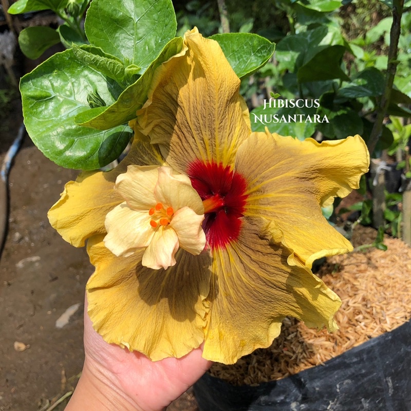 Bibit Bunga Hibiscus Black Gold Bunga Kuning Jumbo Outdoor Hibiscus Nusantara CODE 012