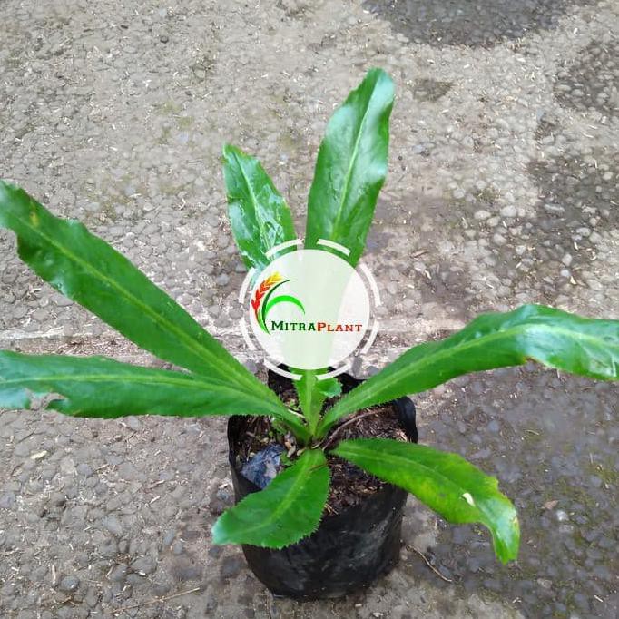 BIBIT TANAMAN WALANG SANGIT - TANAMAN WALANG SANGIT ( OBAT HERBAL) LAPAK TERBAIK