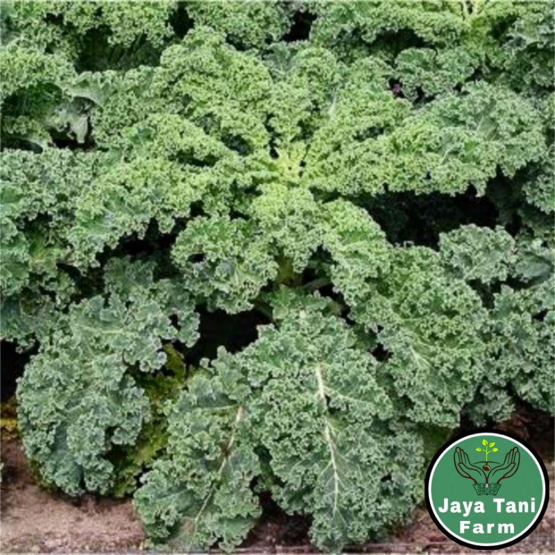 10 Biji Benih Sayuran Kale Dwarf Green Curly / Benih Sayuran / Bibit Sayuran / Biji Sayuran / Benih 